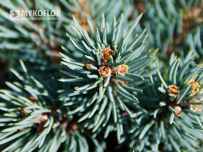 Picea engelmannii ‘Lobo’ – zbliżenie igieł