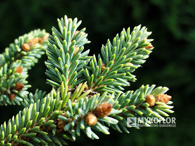 Picea glauca Burning Well. Zbliżenie igieł (jesień)