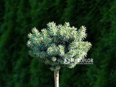 Picea glauca Cecilia – roślina zaszczepiona na niewysokim pieńku (lato)