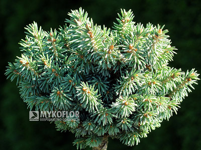 Picea glauca Cecilia. Zbliżenie (lato)