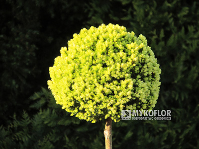 Picea glauca Dendrofarma Gold - zima