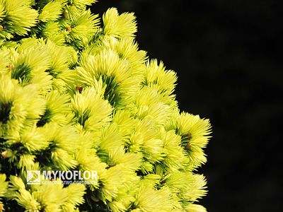 Świerk biały Dendrofarma Gold - zima