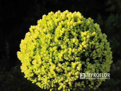 Picea glauca Dendrofarma Gold - zima