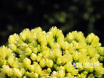 Picea glauca Dendrofarma Gold - zima