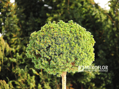 Picea glauca Dendrofarma Gold - zima