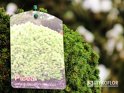 Picea glauca Dendrofarma Gold - zima