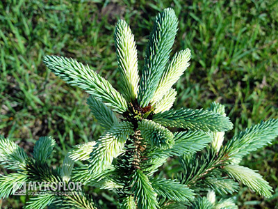 Picea glauca Dent - wiosenne przyrosty