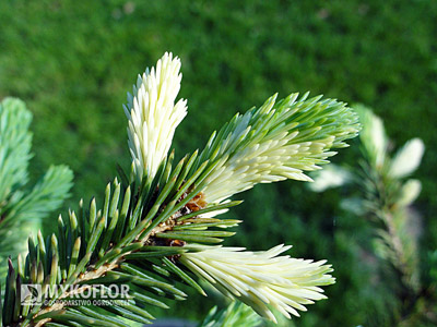 Picea glauca Dent - wiosenne przyrosty