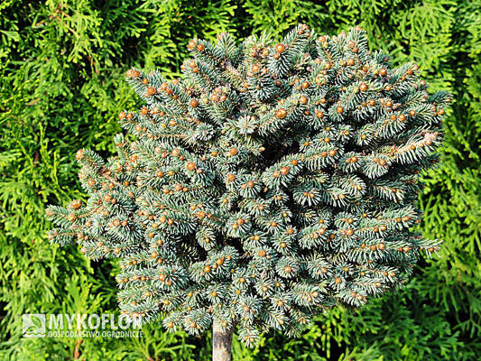 Picea glauca Little Globe – roślina 8 letnia