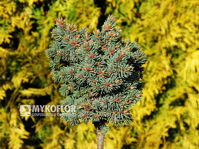 Picea glauca Paleček - roślina zaszczepiona na niewysokim pieńku
