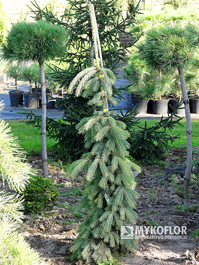 Picea glauca Pendula - roślina 7 letnia