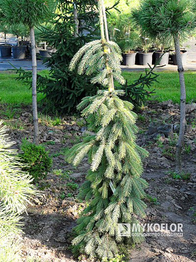 Picea glauca Pendula. Świerk biały Pendula - roślina 7 letnia