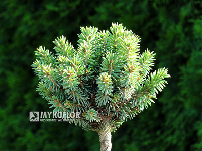 Picea glauca Stanley's Pygmy – roślina zaszczepiona na niewysokim pieńku (lato)