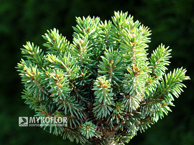 Picea glauca Stanley's Pygmy. Zbliżenie (lato)
