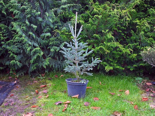 Picea Glauca w doniczce