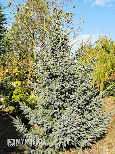 Picea mariana Aurea – roślina ok. 15 letnia, zdjęcie zrobiono w październiku
