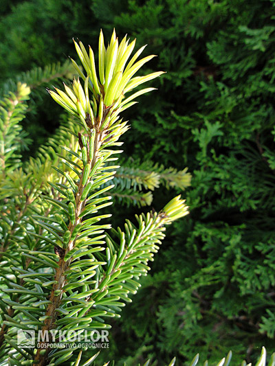 Picea omorika Aurea.  Świerk serbski Aurea - zbliżenie igieł