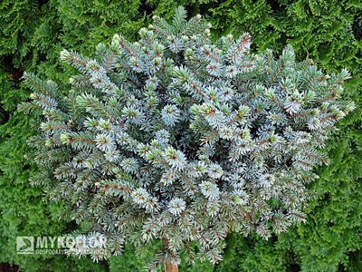 Picea omorika Beskid – egzemplarz mateczny, zdjęcie zrobiono w pochmurny dzień