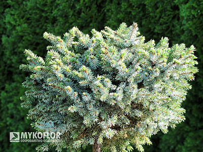 Picea omorika Beskid. Świerk serbski Beskid - egzemplarz mateczny, zdjęcie zrobiono w słoneczny dzień
