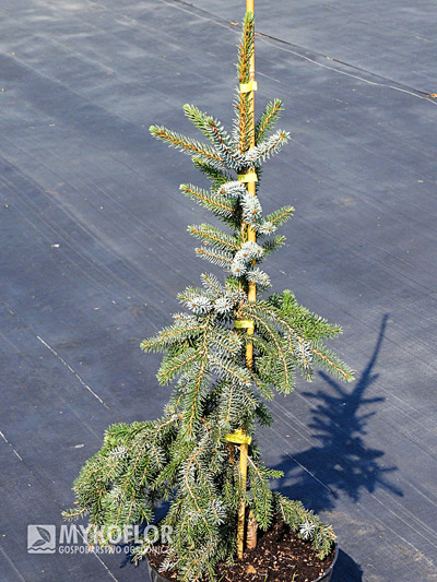 Picea omorika Bruns. Świerk serbski Bruns – materiał oferowany do sprzedaży