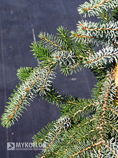 Picea omorika Bruns. Świerk serbski Bruns – zbliżenie igły