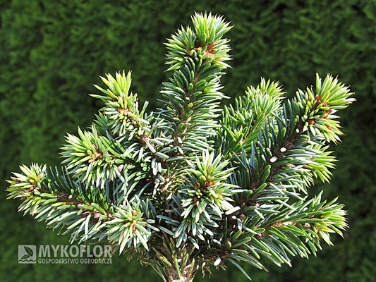  Picea omorika Günther – egzemplarz mateczny