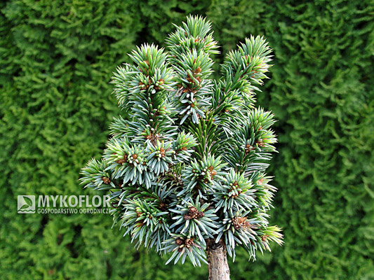  Picea omorika Minimax – egzemplarz mateczny