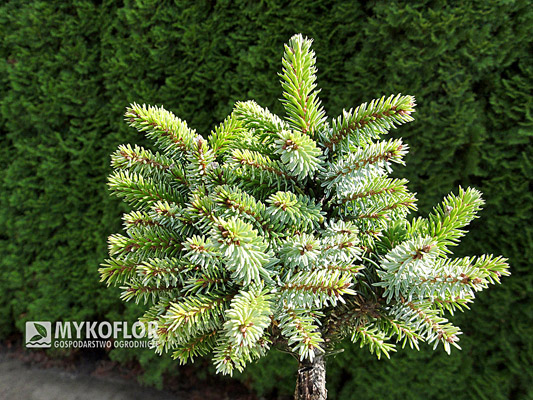  Picea omorika Miriam – egzemplarz mateczny
