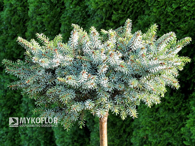 Picea omorika Morava – egzemplarz mateczny, zdjęcie zrobiono w słoneczny dzień