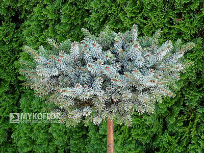 Picea omorika Morava. Świerk serbski Morava – egzemplarz mateczny, zdjęcie zrobiono w pochmurny dzień