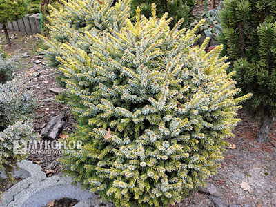 Picea omorika Peve Tijn - dorosły egzemplarz, zdjęcie zrobiono w listopadzie