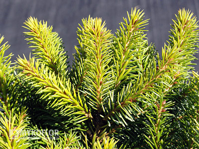 Picea omorika Peve Tijn. Świerk serbski Peve Tijn – zbliżenie igieł, zdjęcie zrobiono w sierpniu