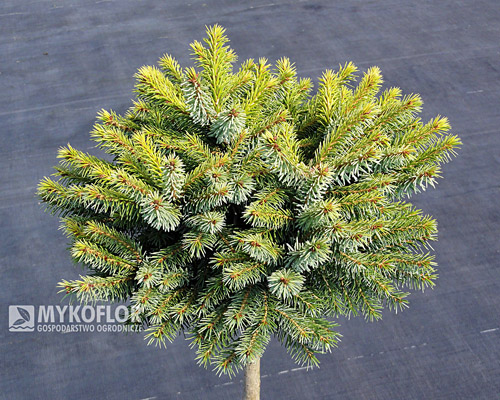  Picea omorika Peve Tijn - materiał oferowany do sprzedaży
