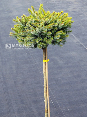 Picea omorika Peve Tijn. Świerk serbski Peve Tijn – materiał oferowany do sprzedaży