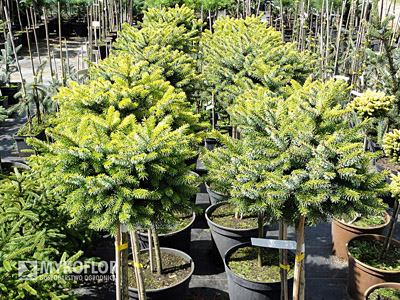  Picea omorika Peve Tijn – na punkcie sprzedaży