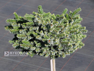 Picea omorika Pimoko - roślina 7 letnia