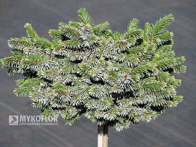 Picea omorika Pimoko. Świerk serbski Pimoko – roślina 7 letnia