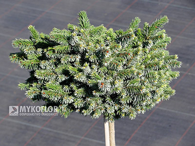 Picea omorika Pimoko - materiał oferowany do sprzedaży
