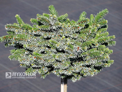 Picea omorika Pimoko. Świerk serbski Pimoko - materiał oferowany do sprzedaży