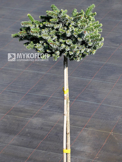 Picea omorika Pimoko - materiał oferowany do sprzedaży