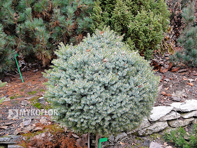 Picea omorika Treblitzsch – dorosły egzemplarz