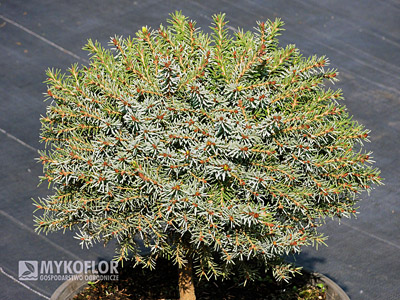 Picea omorika Treblitzsch – materiał oferowany do sprzedaży