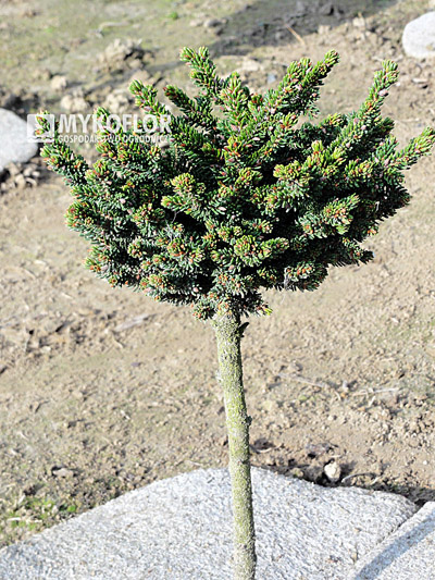  Picea orientalis Juwel - roślina mateczna, zdjęcie zrobiono w lipcu