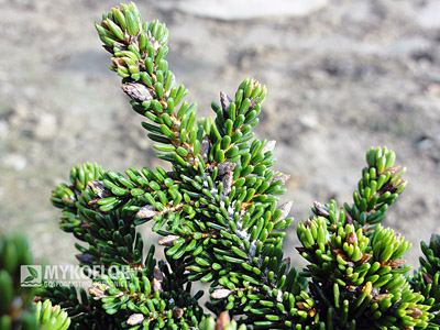 Picea orientalis Juwel – zbliżenie igieł, zdjęcie zrobiono w lipcu