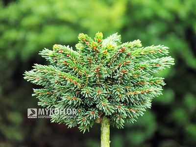 Picea orientalis Spring Grove – roślina zaszczepiona na niewysokim pieńku
