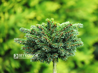 Świerk kaukaski Spring Grove – roślina zaszczepiona na niewysokim pieńku