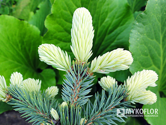 Picea pungens Białobok – wiosenne przyrosty