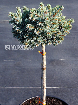 Picea pungens  Blaukissen - materiał oferowany do sprzedaży