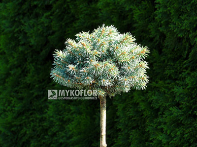 Picea pungens Blue Ball (lato)