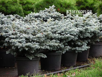 Picea pungens ‘Glauca Globosa’ – przykładowe rośliny oferowane do sprzedaży